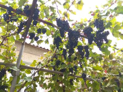 Прикрепленное изображение: IMG_20190917_170345_resize_0.jpg